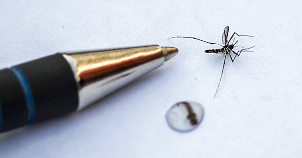 Komara tygrysiego w Polsce nie stwierdzono, ale może już tu być
