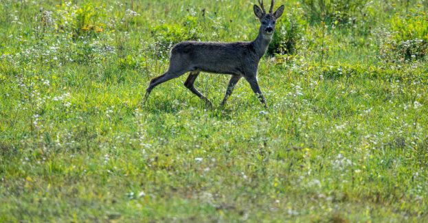 Dramat sarny uwięzionej na działce przy ulicy Postępu; miejskie służby są bezradne