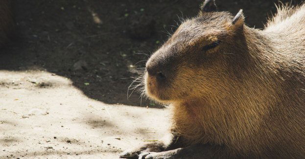 Największy gryzoń świata też świętuje