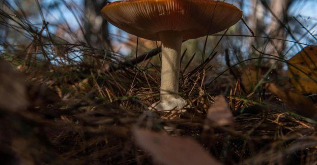 Grzyby się poruszają, porozumiewają i uprawiają seks