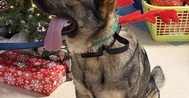 Niebieskie Mikołaje z Gdańska rozdali blisko 300 paczek