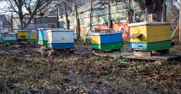 Podczas powodzi zginęło 1,2 tys. pszczelich rodziny; właściciele pasiek mogą wnioskować o odszkodowania