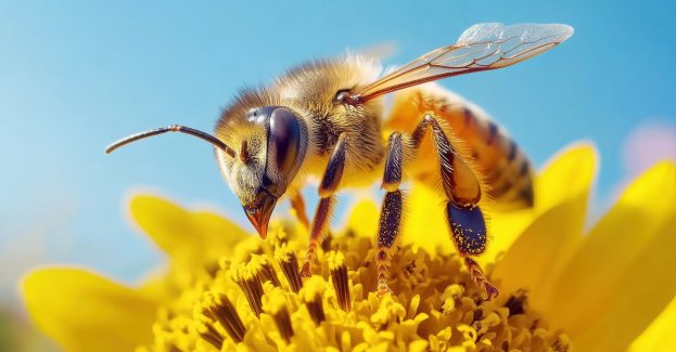 Jedna trzecia polskich rodzin pszczelich jest podtruwana