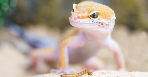 Egzotyczny gekon znaleziony w terminalu cargo