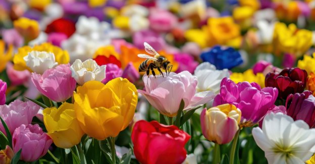 W ogrodzie botanicznym kwitnie ponad 50 tys. tulipanów