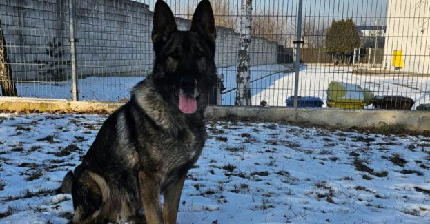 Policyjny pies znalazł pijanego kierowcę, który schował się w zaroślach