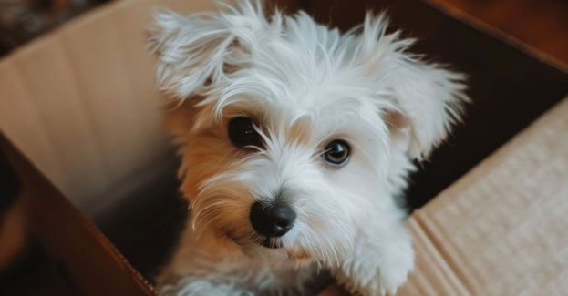 Zakupiła psa na portalu internetowym, jednak go nie otrzymała. Dodatkowo straciła pieniądze