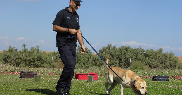 Psy saperskie pojadą do Ukrainy