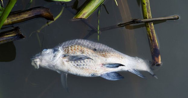 Konieczne natlenienie wody w rzece Baryczy; wyłowniono śnięte ryby