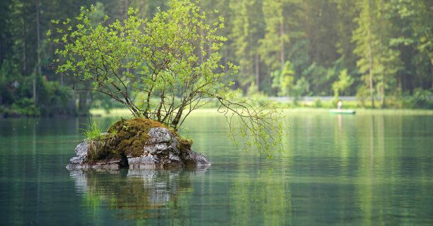 Do Jeziora Nyskiego wpuszczono narybek pozyskany w Morzu Sargassowym