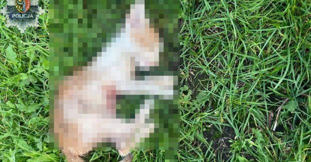 Podejrzany w rękach policjantów: 53-latek tymczasowo aresztowany za znęcanie się nad kotem