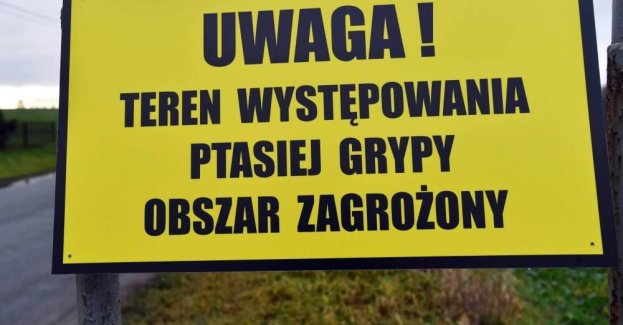 W gospodarstwie w Domaninie ognisko ptasiej grypy wśród gęsi