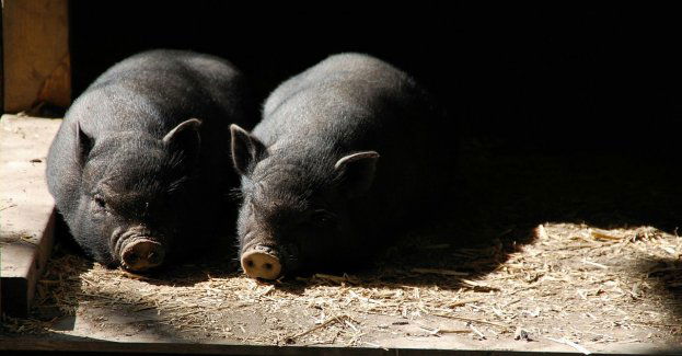 Mieszkania Plus z widokiem na chlewnie