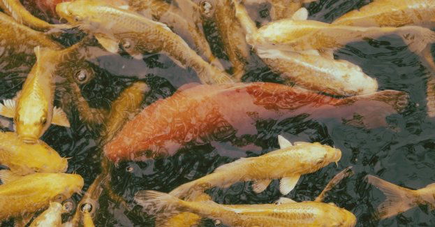 Śnięte ryby z miejskiej fosy