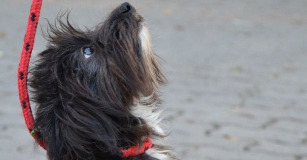 Akcja tymczasowej adopcji w schronisku dla zwierząt; jednego dnia wydano 78 psów