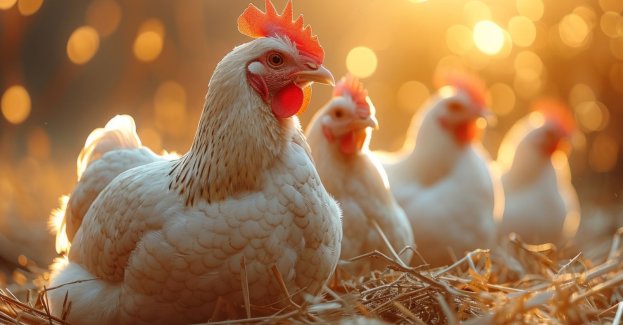 Drobiarze odbudowują stada niosek