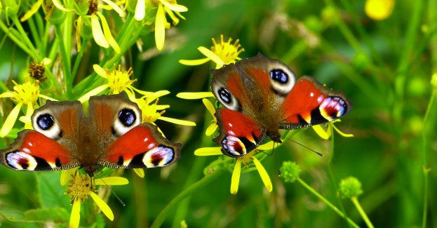 Na bulwarach powstanie ogród motyli, w centrum miasta łąka krokusowa, a nad Wisłokiem niebieska