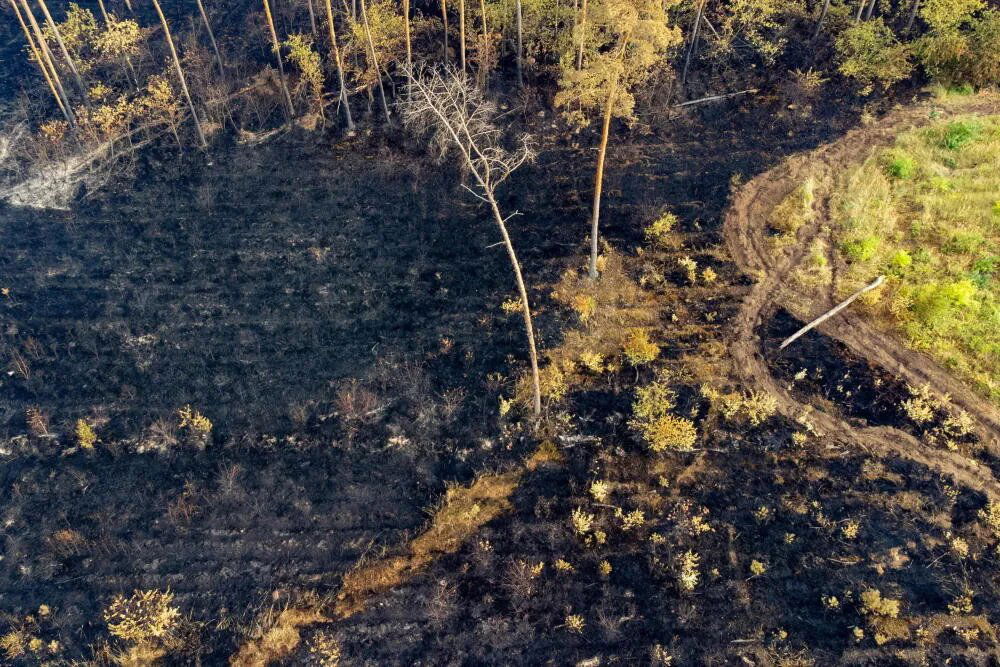 zdjęcie: Eksperci: przez zmiany klimatu sezon pożarowy w lasach jest dłuższy, a pożary większe / Cielimowo (pow. gnieźnieński), 18.08.2024. Spalony las w pobliżu miejscowości Cielimowo w woj. wielkopolskim, 18 bm. Pożar, który rozpoczął się w sobotę 17 bm. ok. południa, strawił ok. 25 ha lasu. Żywioł zniszczył głównie drzewa zasadzone kilka lat temu w miejscu lasów zniszczonych przez nawałnicę z 2017 roku. (jk) PAP/Jakub Kaczmarczyk