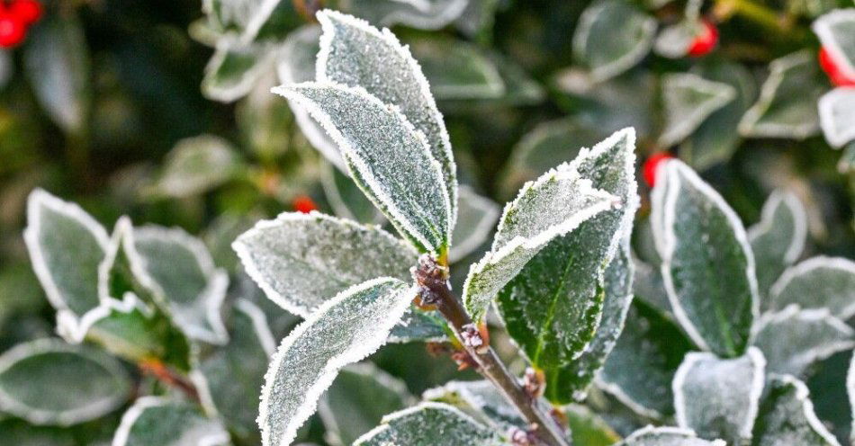 zdjęcie: IMGW wydał ostrzeżenie I stopnia przed przymrozkami dla całego kraju / Szczecin, 22.11.2025. Poranny przymrozek w Szczecinie, 22 bm. Nad ranem temperatura spadła do -8 stopni Celsjusza. (mb/amb) PAP/Marcin Bielecki