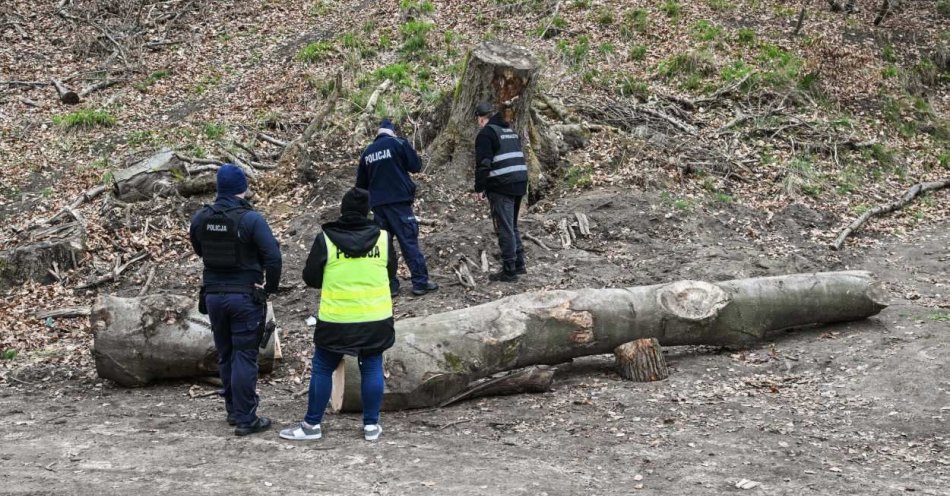 zdjęcie: Konar ściętego drzewa przygniótł przedszkolaków i przedszkolankę w szczecińskiej Puszczy Bukowej / fot. PAP