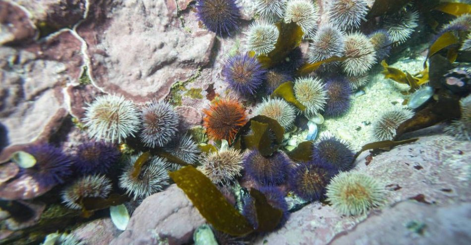 zdjęcie: Naukowe strategie na ochronę i odbudowę raf koralowych / fot. PAP