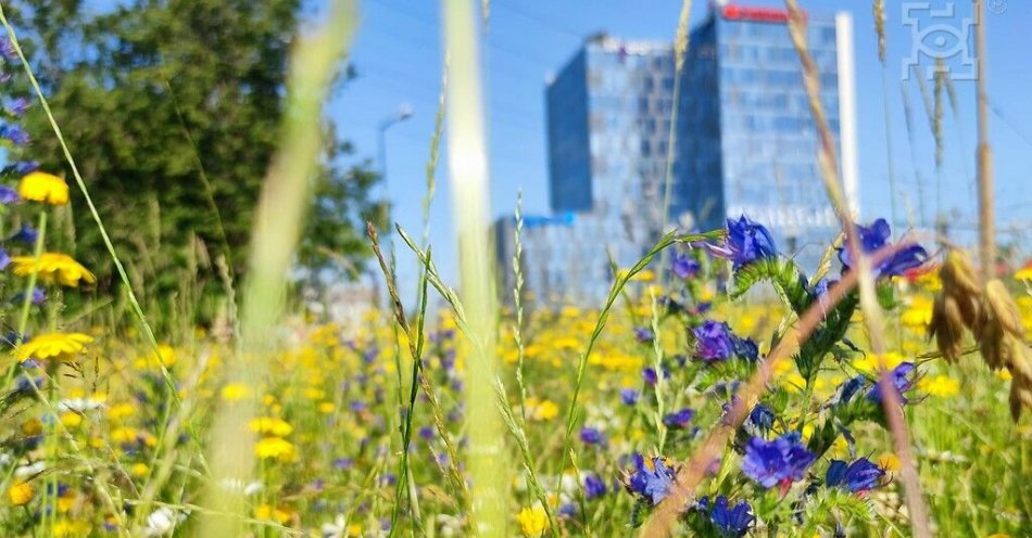 zdjęcie: Zrównoważone zarządzanie trawnikami / fot. UM Lublin / Kwitnąca łąka w pasie ul. Głębokiej