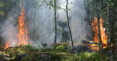 Płoną połoniny na terenie Bieszczadzkiego Parku Narodowego