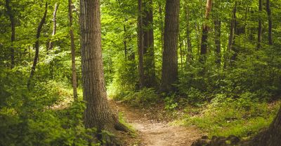 Projekt ustawy dotyczący kontroli społecznej nad lasami złożony do KPRM