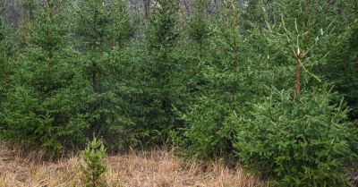 Poznańscy leśnicy zachęcają do zakupu choinki pachnącej lasem; można skorzystać ze specjalnej mapy