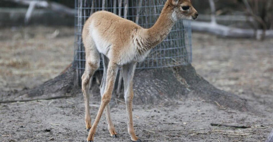 zdjęcie: W stołecznym ogrodzie zoologicznym urodziła się wikunia, symbol Peru / fot. PAP