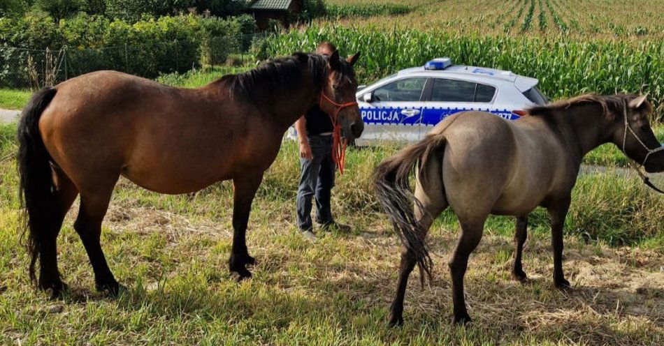 zdjęcie: Konie na gigancie - niecodzienna interwencja nałęczowskich policjantów / fot. KPP Puławy