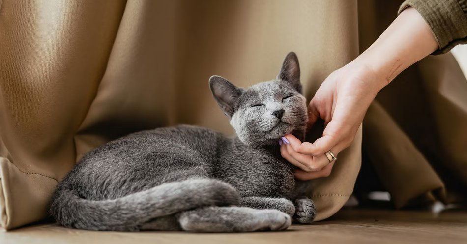 zdjęcie: 68 proc. Polaków ma wrażenie, że ich kot ich ignoruje. To efekt błędnej interpretacji kociej mowy ciała / fot. sheba.pl