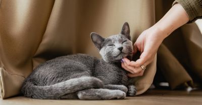 68 proc. Polaków ma wrażenie, że ich kot ich ignoruje. To efekt błędnej interpretacji kociej mowy ciała