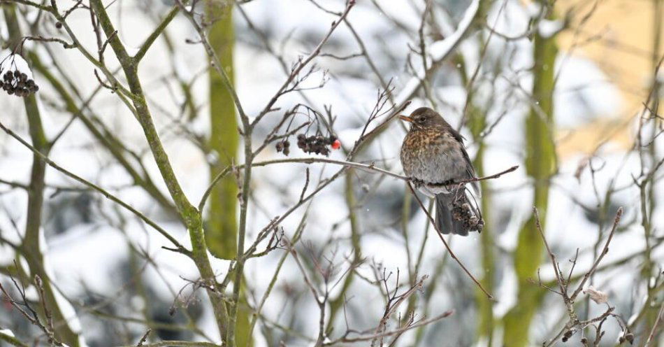 zdjęcie: Kolejne dwie noce z mrozem do minus 17 st. C na północy kraju / Przemyśl, 07.01.2026. Zima w Przemyślu, 7 bm. IMGW przewiduje przedłużenie ostrzeżeń I stopnia przed intensywnymi opadami śniegu dla woj. lubelskiego, podkarpackiego i małopolskiego oraz wydanie ostrzeżeń II stopnia przed intensywnymi opadami śniegu dla części woj. podkarpackiego oraz małopolskiego. (doro) PAP/Darek Delmanowicz