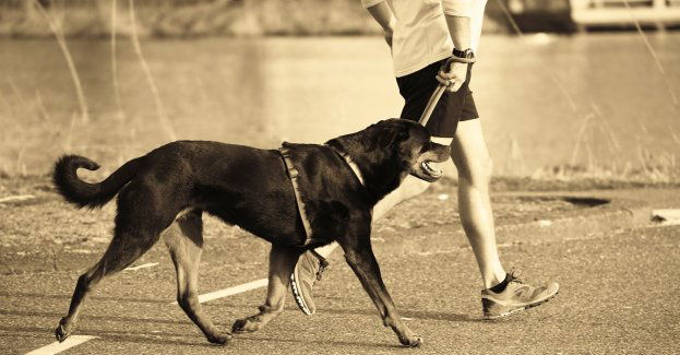 Zarzuty dla mężczyzny, który na przejściu dla pieszych znęcał się nad psem