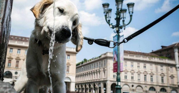 W czasie upałów pamiętajmy o zapewnieniu psom stałego dostępu do świeżej wody