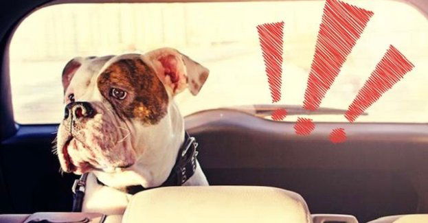 Zostawił psa w aucie i poszedł do sauny