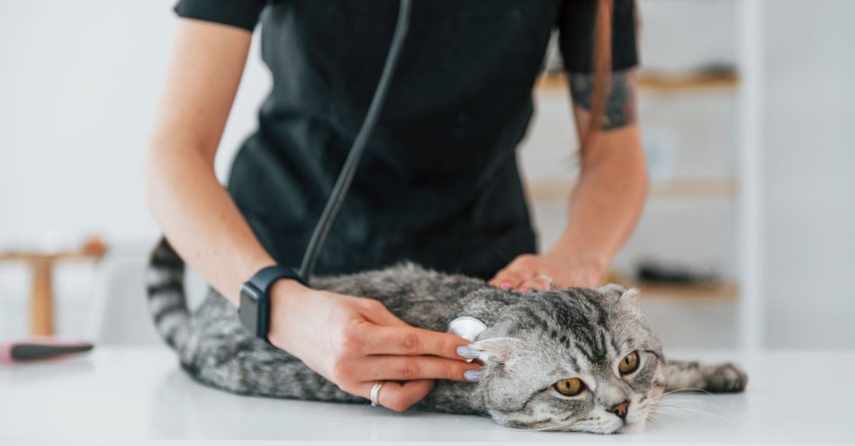 zdjęcie: Akcja bezpłatnego elektronicznego znakowania zwierząt właścicielskich (kotów i psów) w 2026 roku / v8365854