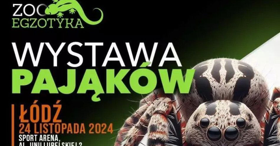 zdjęcie: Wystawa pająków - ZooEgzotyka / kupbilecik24.pl / Wystawa pająków - ZooEgzotyka