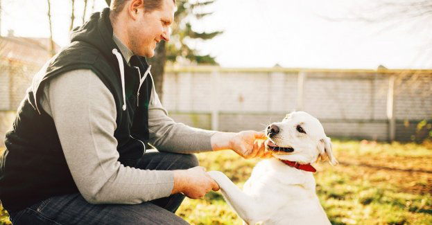 Pies wskazał policjantom swojego właściciela, który okazał się poszukiwany