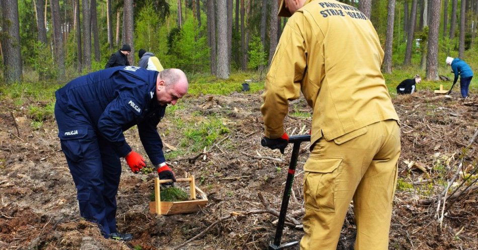 zdjęcie: Policjanci wraz z komendantem sadzili las na 100-lecie Lasów Państwowych / fot. KPP w Kościerzynie