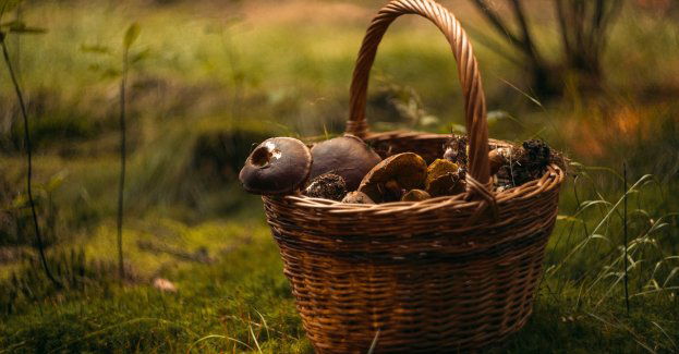 Zgubił się w lesie, na pomoc ruszyli dzielnicowi z Opoczna