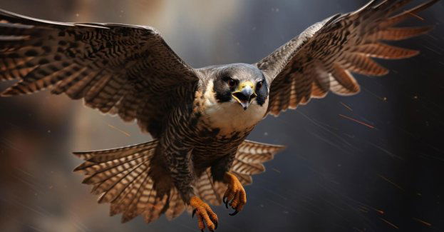 Sokoły wędrowne na trwałe wróciły na tereny województwa lubuskiego