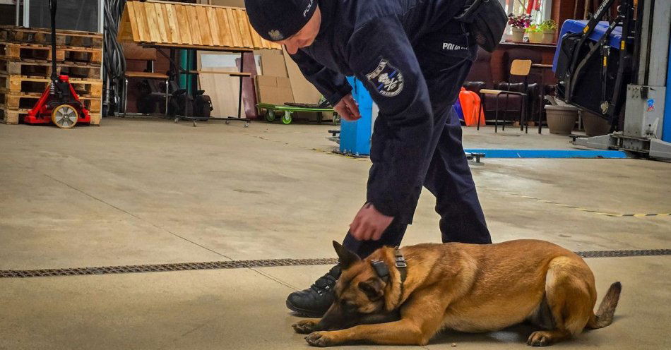 zdjęcie: Policyjne psy trenowały wykrywanie narkotyków i ładunków / fot. KPP Sokółka