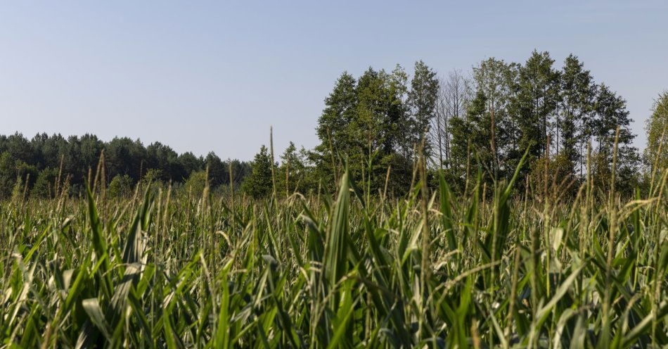 zdjęcie: Niezidentyfikowany obiekt spadł na pole kukurydzy i eksplodował w pow. łukowskim / v11659688
