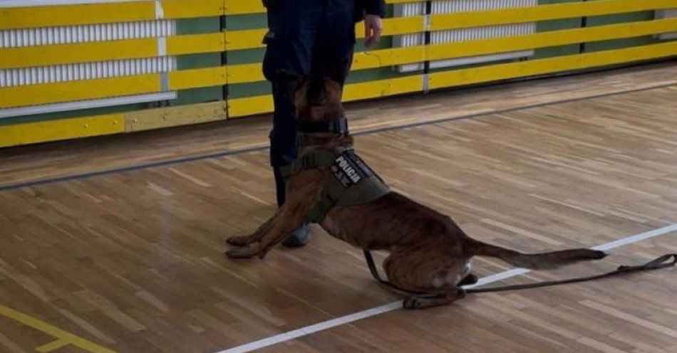 zdjęcie: Policyjny pies zachwycił uczniów w Starych Polaszkach / fot. KPP w Kościerzynie