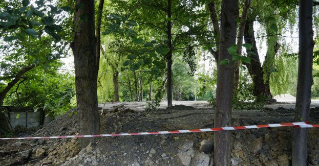 Dewastacja zieleni w Katowicach – szybkie i stanowcze działania Miasta