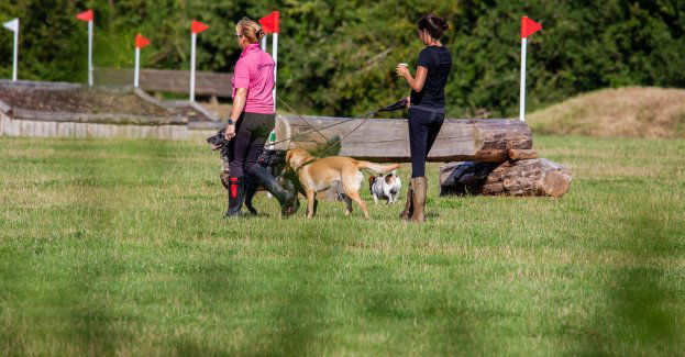 Modernizacja i budowa kolejnych – powstają wybiegi dla psów