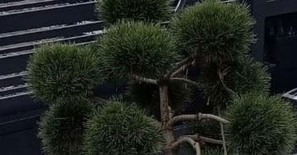 zdjęcie: Ukradł bonsai, aby posadzić go w swoim ogrodzie. Teraz odpowie za to przed sądem / fot. KMP w Jeleniej Górze