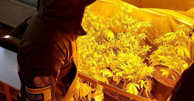 Odpowie za posiadanie i uprawę narkotyków